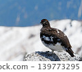 A male ptarmigan surveys its territory from atop a rock. 139773295