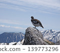 A male ptarmigan stands on one leg on a rock, surveying its territory. 139773296