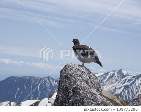 A male ptarmigan stands on one leg on a rock, surveying its territory. 139773296