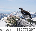A male rock ptarmigan surveying its territory from the summit of Mount Tsubakuro. 139773297