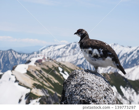 A male rock ptarmigan surveying its territory from the summit of Mount Tsubakuro. 139773297