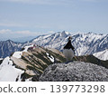 I encountered a rock ptarmigan at the summit of Mt. Tsubakuro! 139773298