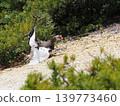 Ptarmigan courtship display 139773460