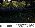 Sunlight filtering through the trees and fallen trees 139773469