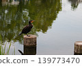 Cormorants resting in the pond 139773470