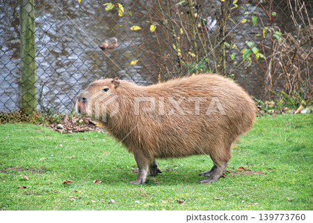 Single Capybara Standing on a Green Grass Field Outdoors Near a Water Fence Single Capybara Standing on a Green Grass Field Outdoors Near a Water Fence 139773760