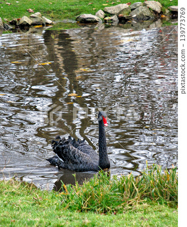 Single Black Swan Swimming on a Rippled Pond Outdoors Near a Grassy Shore Single Black Swan Swimming on a Rippled Pond Outdoors Near a Grassy Shore 139773769