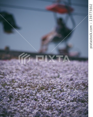 Chausuyama Moss Phlox Hill Chausuyama Moss Phlox Hill 139773802