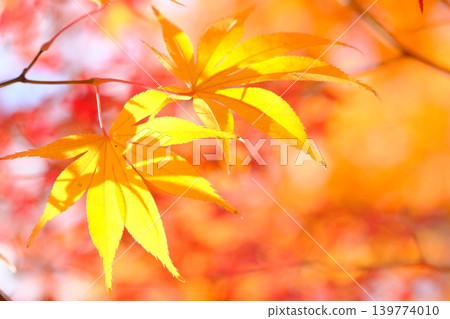 Image of yellow autumn leaves 139774010