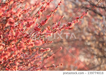 大室公園:白梅花、紅梅花 大室公園:白梅花、紅梅花 139774018