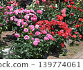 Roses 139774061