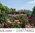 Roses 139774062