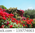 Roses 139774063