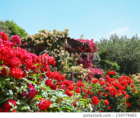 Roses Roses 139774063