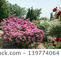 Roses 139774064