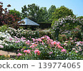 Roses 139774065