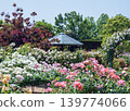 Roses 139774066