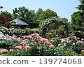 Roses 139774068