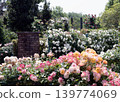 Roses 139774069
