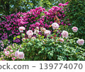 Roses 139774070