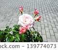 Roses 139774073