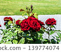 Roses 139774074