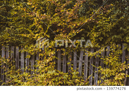 Old wooden fence with yellow autumn bushes. Old wooden fence with yellow autumn bushes. 139774276