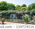 Roses 139774516