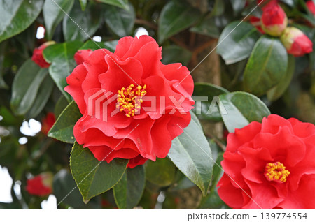 樹：山茶花山茶花 139774554