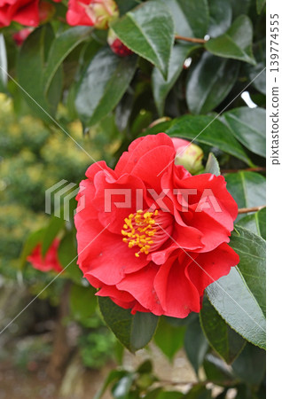 Tree: Camellia camellia Tree: Camellia camellia 139774555
