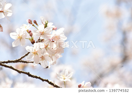 早春盛開的彼岸櫻花在藍天的襯托下格外醒目。 139774582