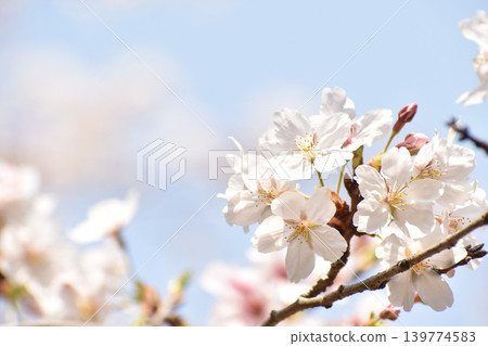 Early-blooming Higan cherry blossoms stand out against the blue sky. Early-blooming Higan cherry blossoms stand out against the blue sky. 139774583