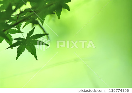 新鮮的綠色圖像素材 新鮮的綠色圖像素材 139774596