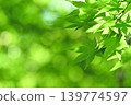 Fresh fresh green image material 139774597
