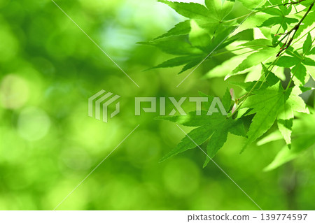新鮮的綠色圖像素材 新鮮的綠色圖像素材 139774597