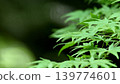 Image of fresh green leaves and maple leaves 139774601