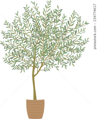 Foliage plant  139774617