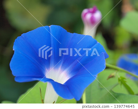 牽牛花(天藍色)在其自然棲息地的照片。 牽牛花(天藍色)在其自然棲息地的照片。 139774645