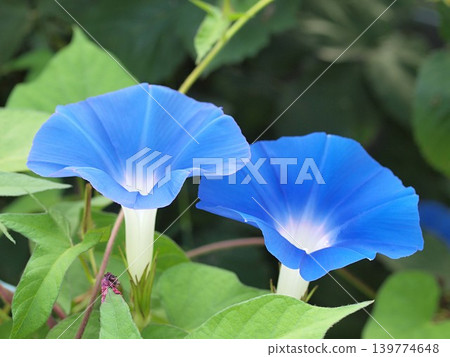 牽牛花(天藍色)在其自然棲息地的照片。 牽牛花(天藍色)在其自然棲息地的照片。 139774648