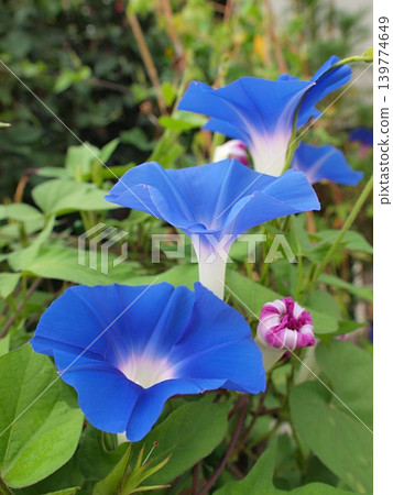 牽牛花(天藍色)在其自然棲息地的照片。 牽牛花(天藍色)在其自然棲息地的照片。 139774649