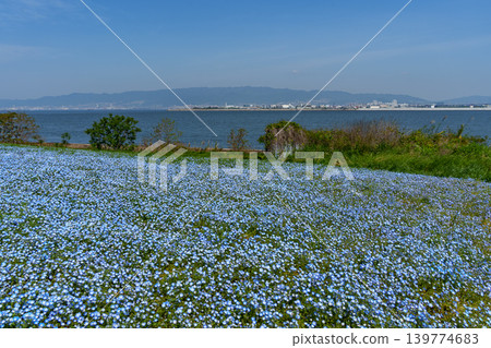 Blue nemophila flowers 139774683