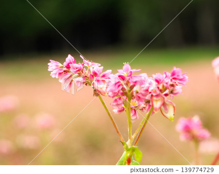 Cute pink flowers of red buckwheat Cute pink flowers of red buckwheat 139774729