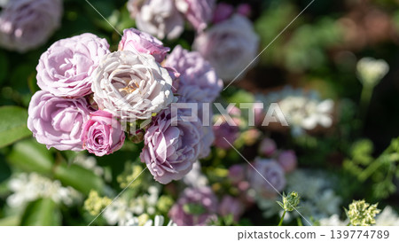 Rose of Yamashita Park Rose of Yamashita Park 139774789