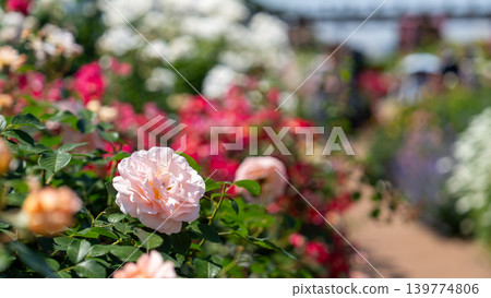 Rose of Yamashita Park 139774806