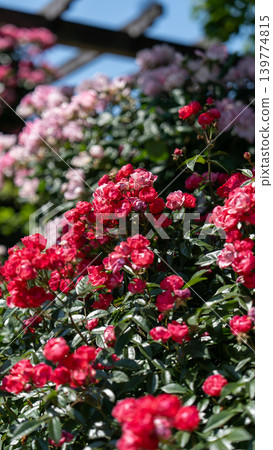 Rose of Yamashita Park Rose of Yamashita Park 139774815