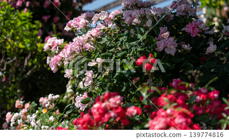 Rose of Yamashita Park Rose of Yamashita Park 139774816