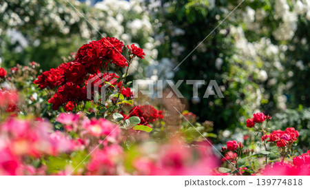 Rose of Yamashita Park Rose of Yamashita Park 139774818