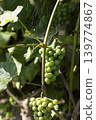 Ripening green grapes of the Isabella variety. Outdoor grape clusters on a sunny day. A web hangs on the vine. Selective focusing, close-up. 139774867