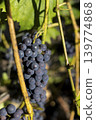 Ripe Isabella grapes are dark purple (black) in color. Outdoor grape clusters on a sunny day. A web hangs on the vine. Selective focusing, close-up. 139774868