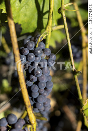 Ripe Isabella grapes are dark purple (black) in color. Outdoor grape clusters on a sunny day. A web hangs on the vine. Selective focusing, close-up. Ripe Isabella grapes are dark purple (black) in color. Outdoor grape clusters on a sunny day. A web hangs on the vine. Selective focusing, close-up. 139774868